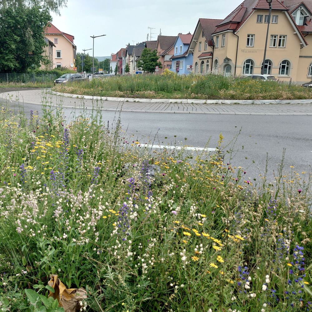 blühende Pflanzen im Vordergrund, im Hintergrund ein Kreisverkehr und vereinzelte Häuser